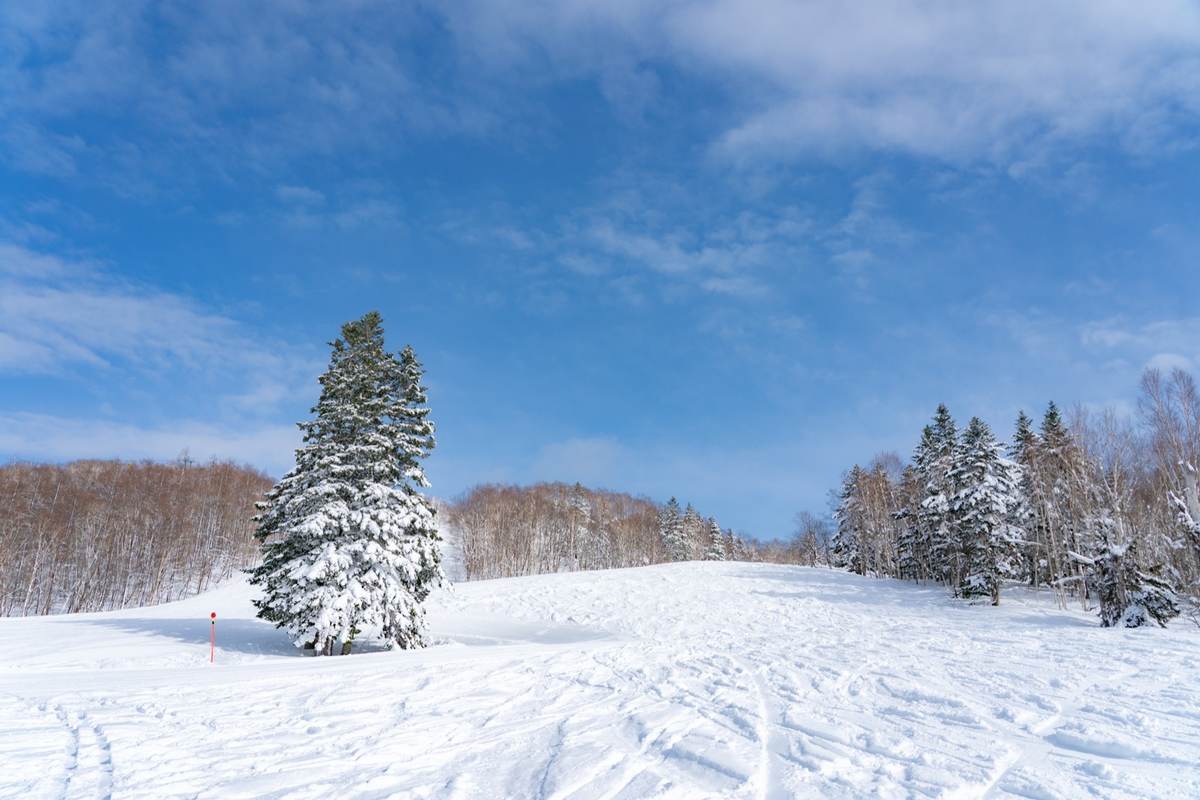 A snow-laden tree beside a piste marker on Kamui Ski Links' slopes, with birch forest behind