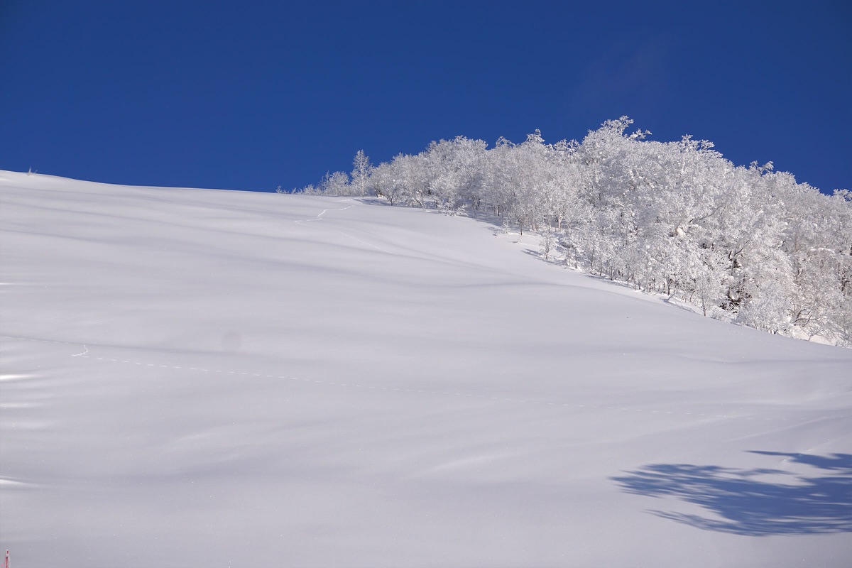 Lift tickets free on Saturday 12 December - head to Nayoro Piyashiri for first turns