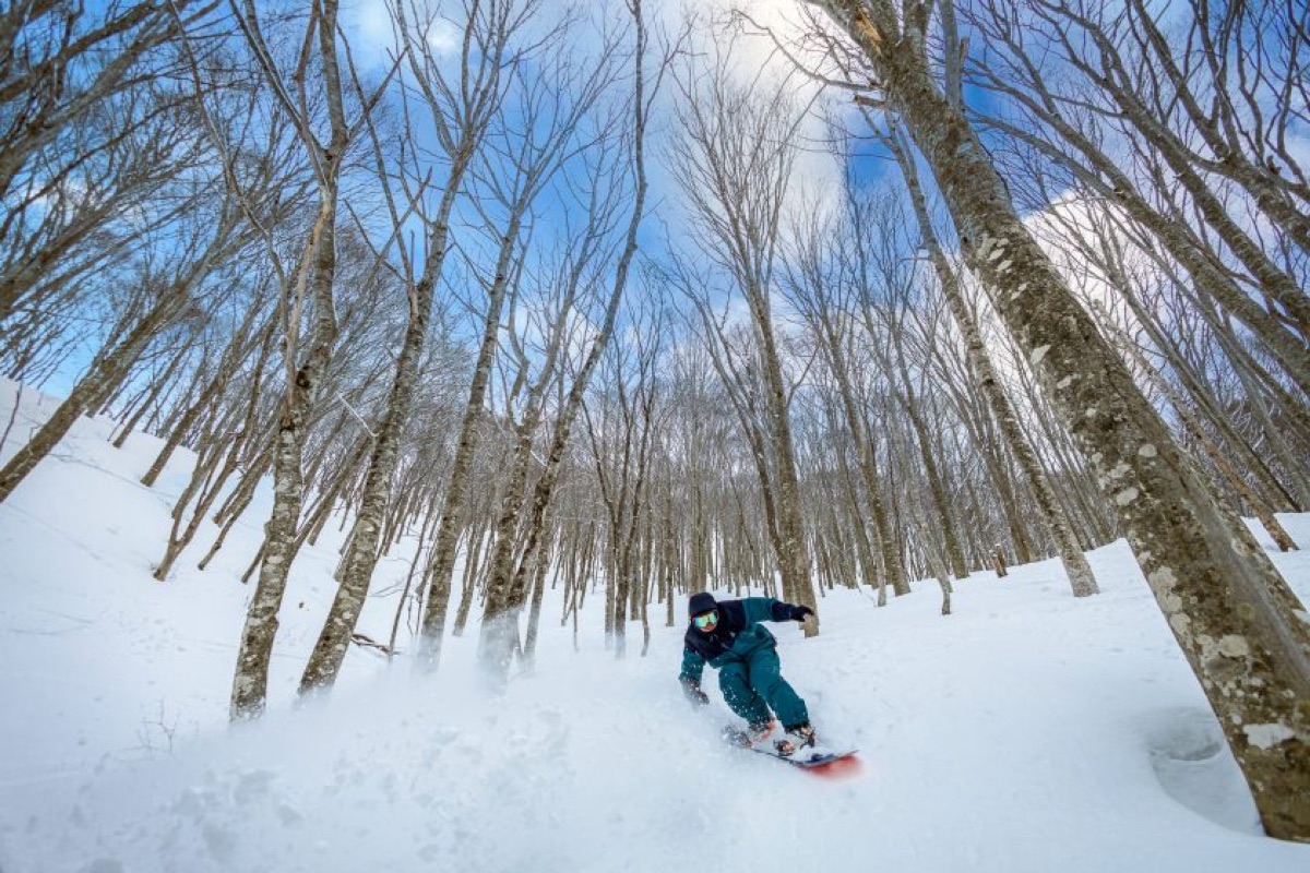 Nekoma's tree run zone expands to five areas for 2026/27