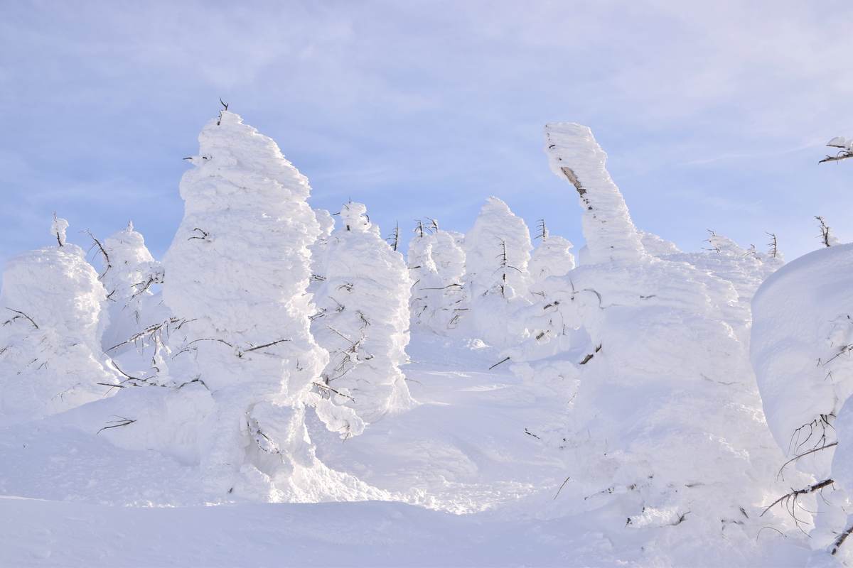 Frost-covered 'snow monster' trees on the upper slopes of Zao Onsen